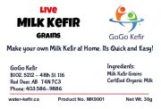 Live Milk Kefir Grains